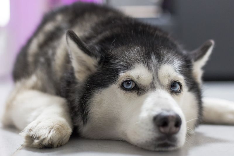 Siberian Husky