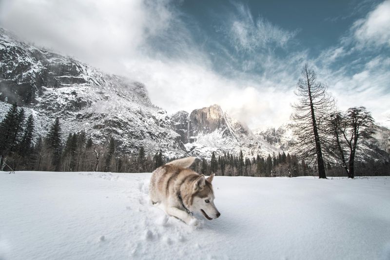 Siberian Husky