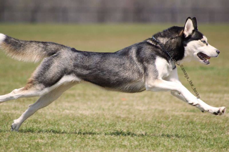 Siberian Husky