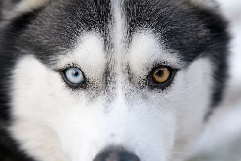 Siberian Husky