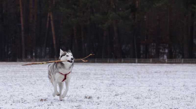 Siberian Husky