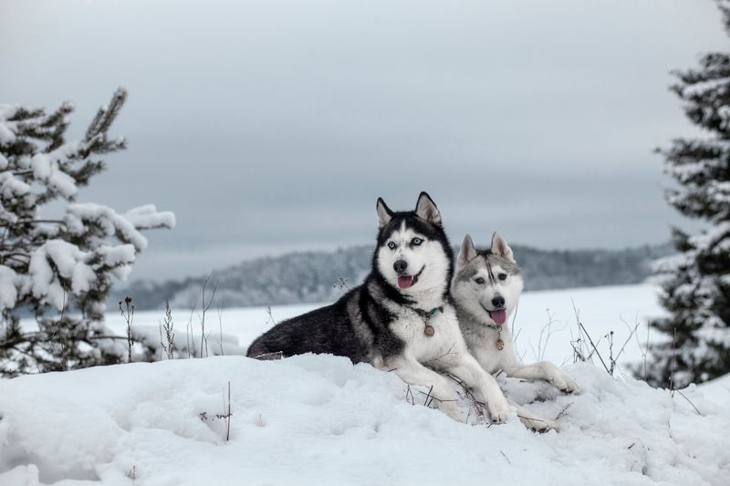 Siberian Husky