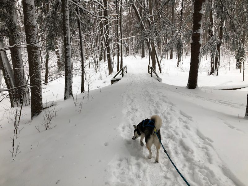 Siberian Husky