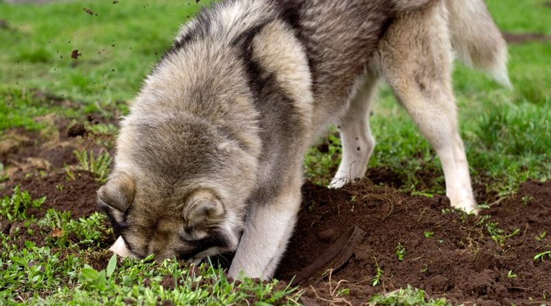 Siberian Husky