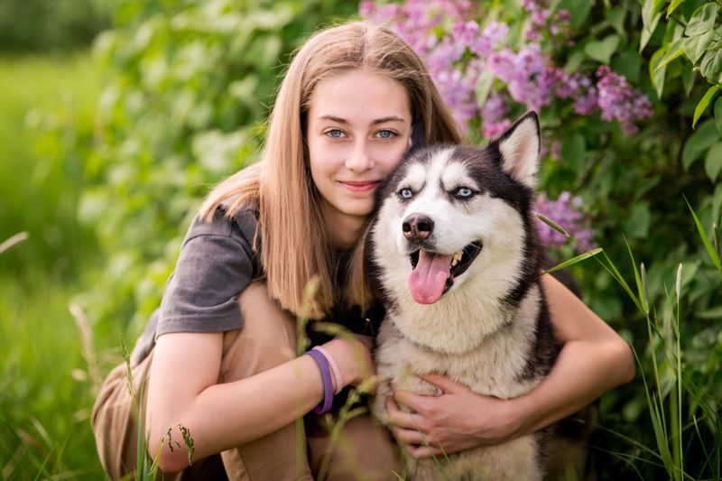 Siberian Husky