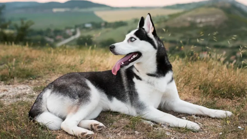 Siberian Husky
