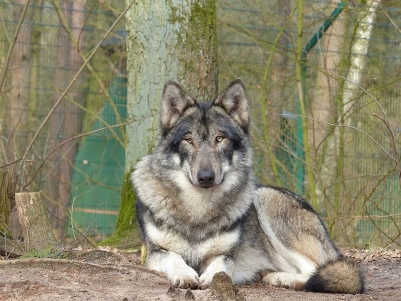 Siberian Indian Dog