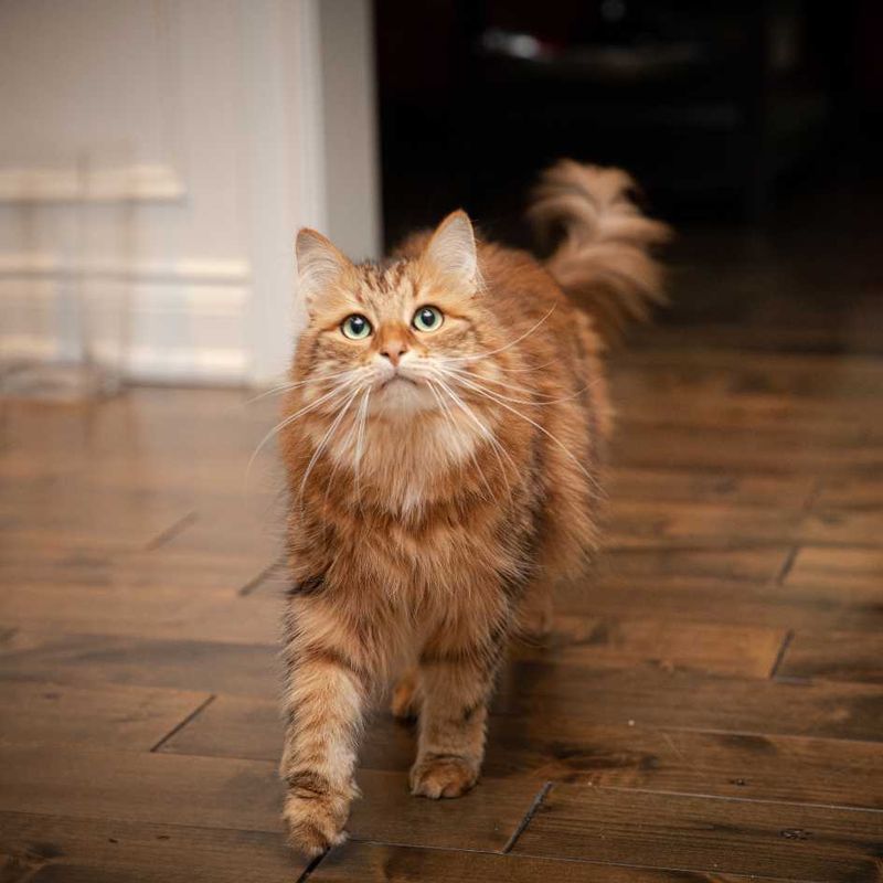 Siberian - Sasha