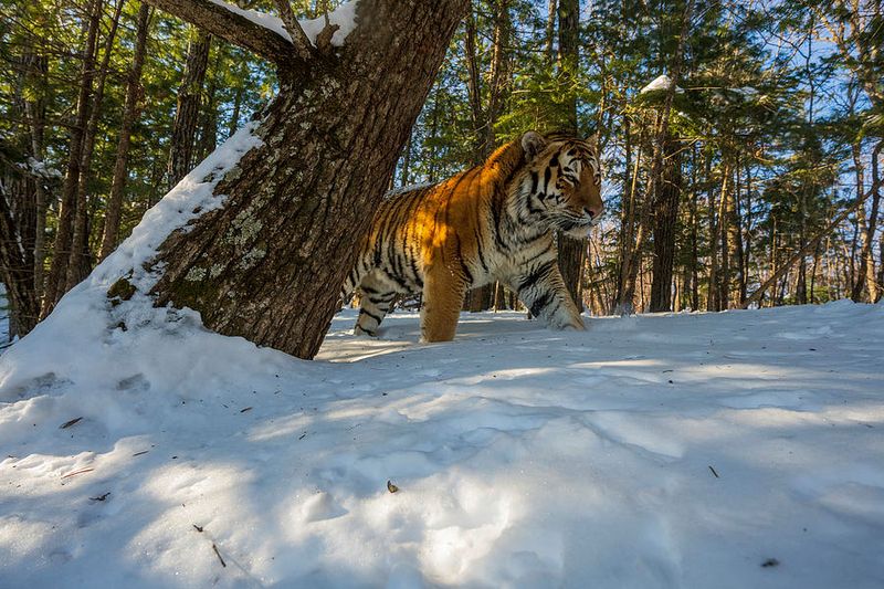 Siberian Tiger