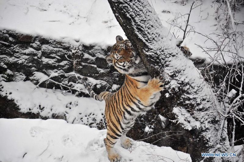 Siberian Tiger