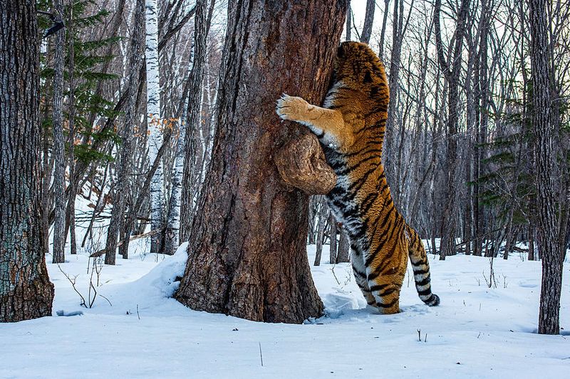 Siberian Tiger