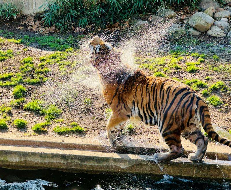 Siberian Tiger
