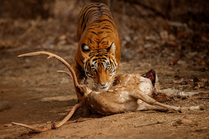 Siberian Tiger