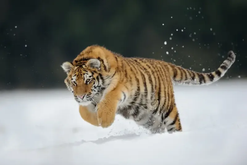 Siberian Tiger