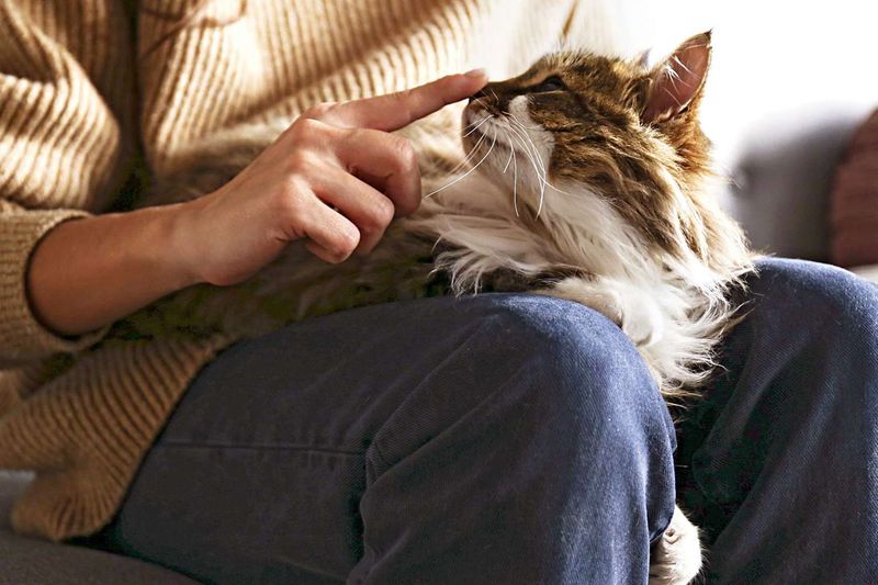 Siberian