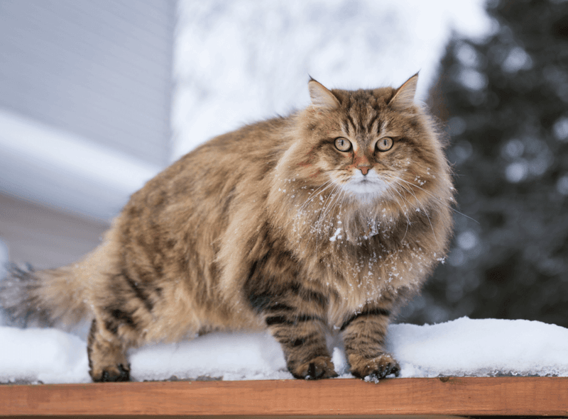 Siberian