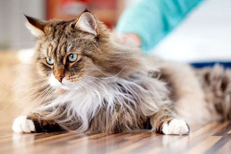 Siberian