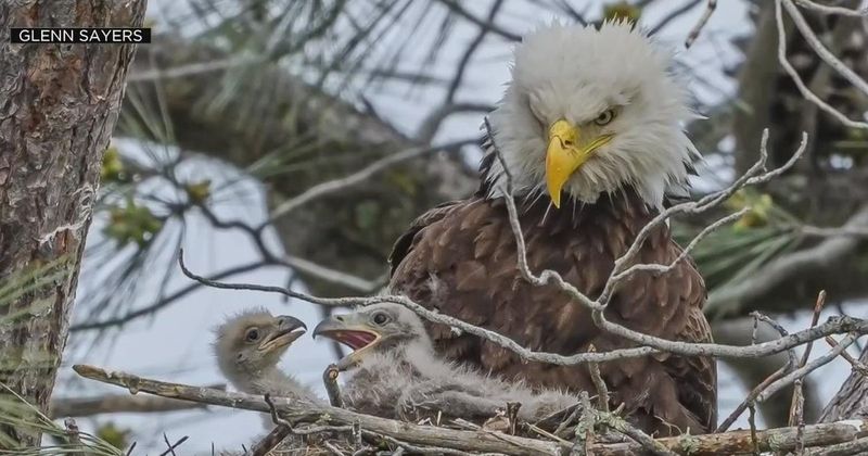 Sibling Rivalry