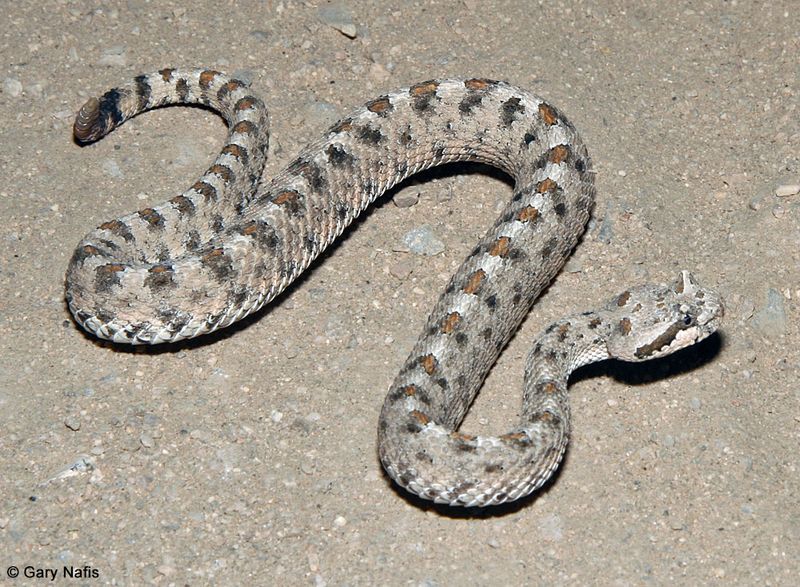Sidewinder Rattlesnake