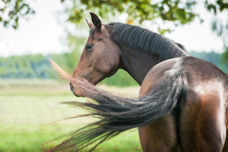 Sign: Excessive Tail Swishing