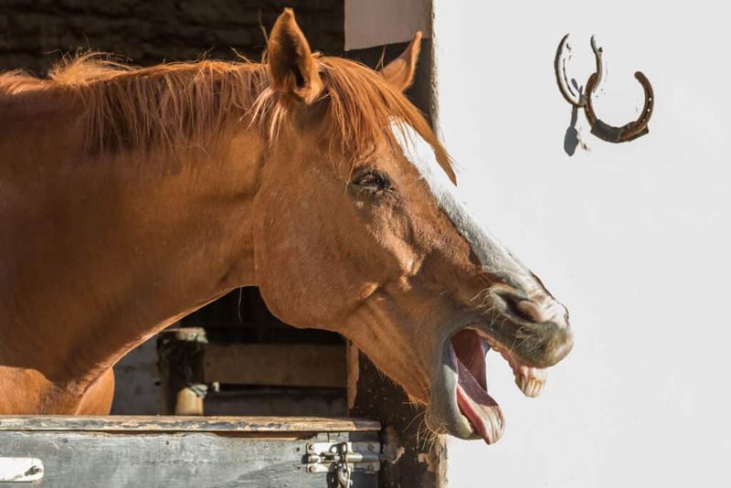 Sign: Unusual Vocalizations