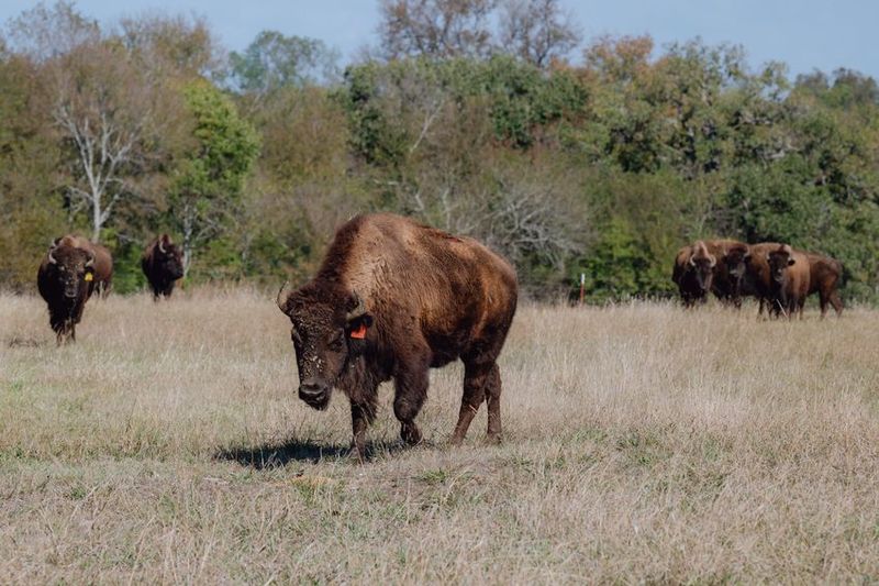 Signs of Mammals Returning