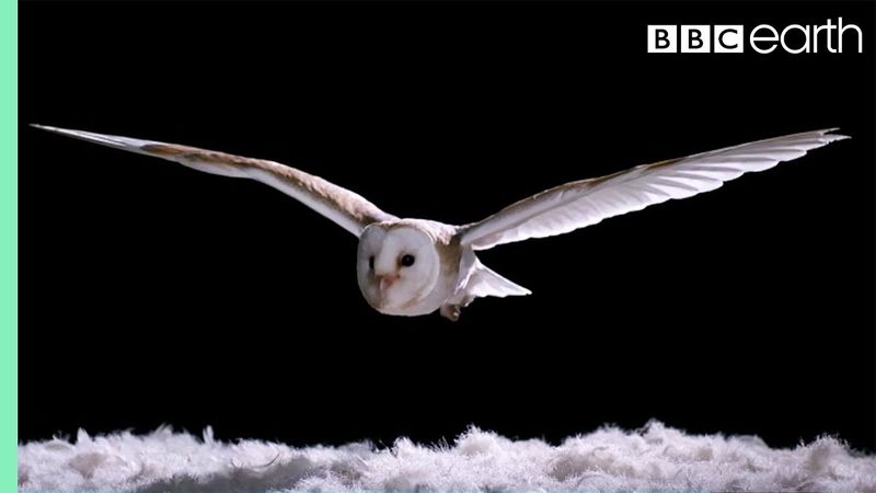 Silent Flight of Owls