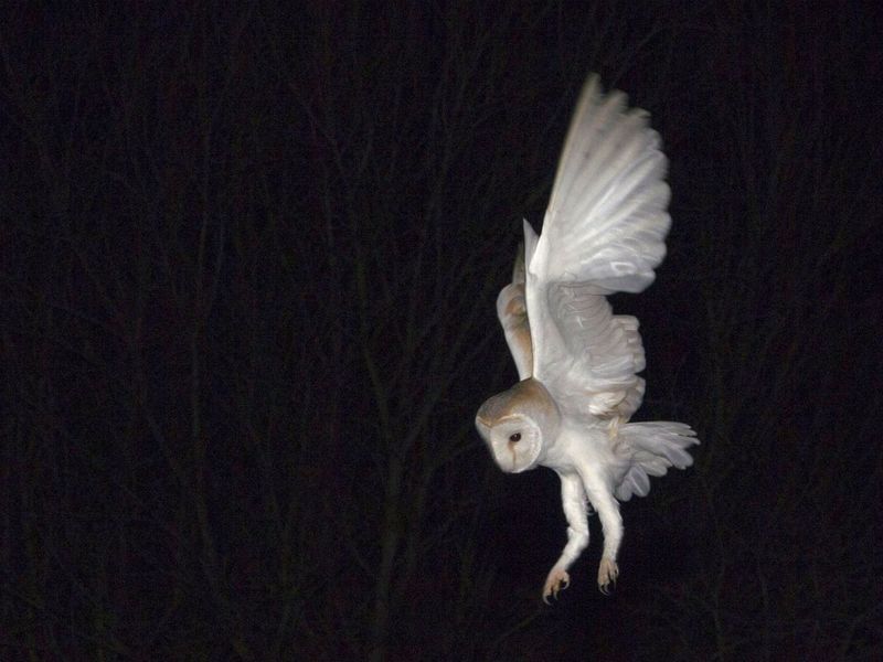 Silent Flight