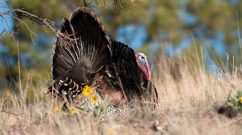 Silent Gobblers Aren't Interested