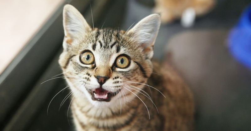Silent Meows