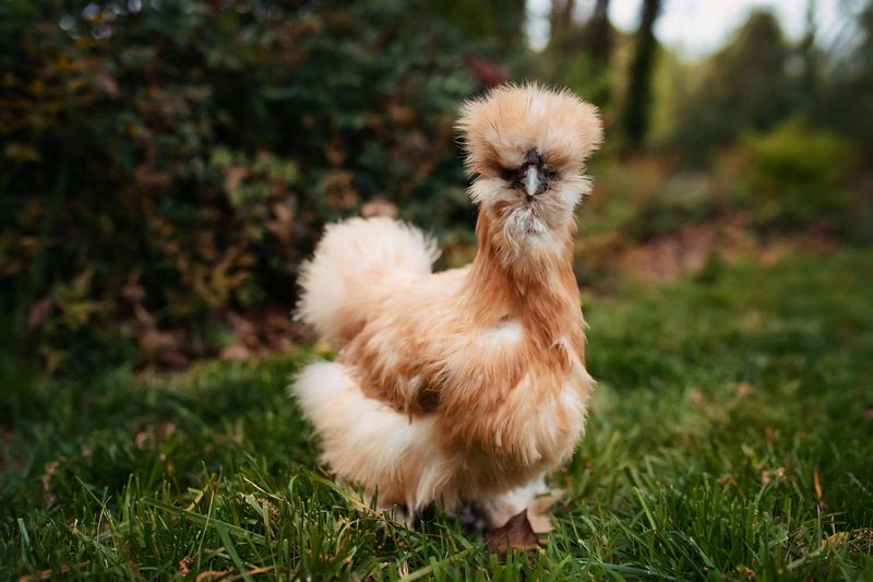 Silkie