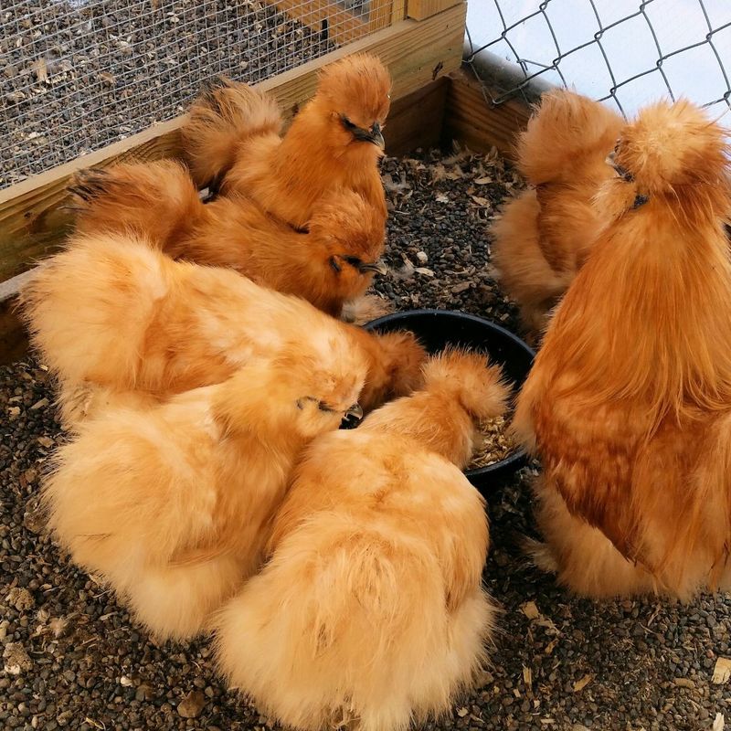 Silkies