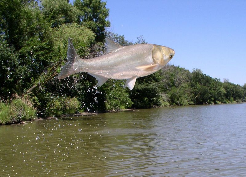 Silver Carp