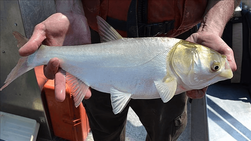 Silver Carp
