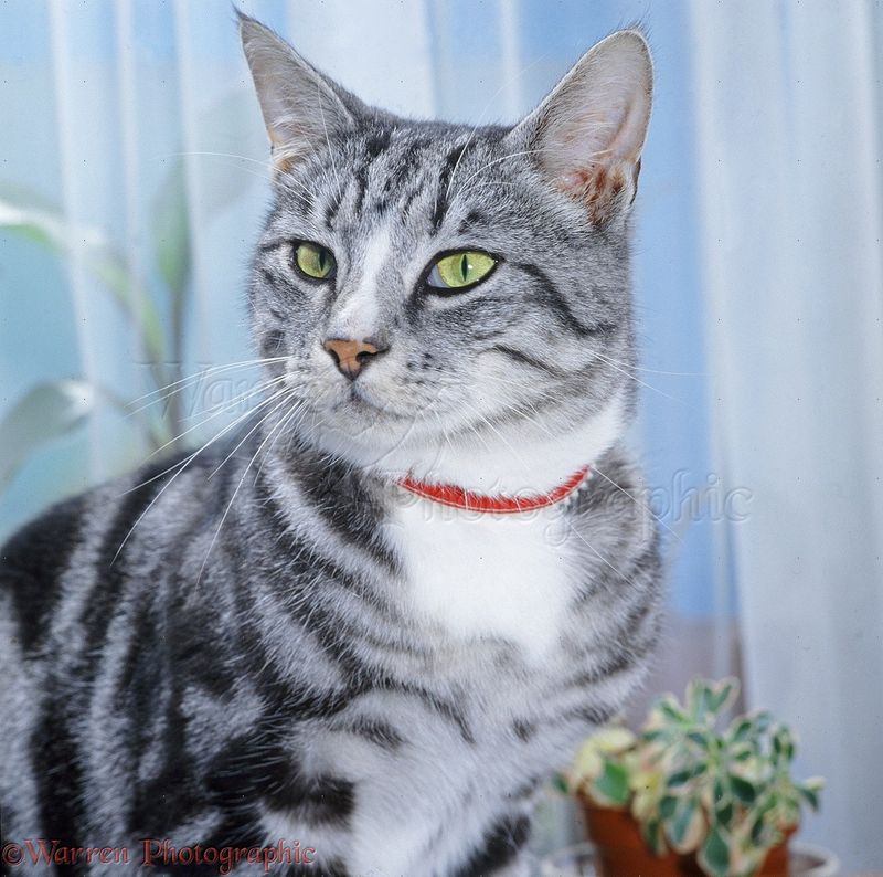 Silver Tabby