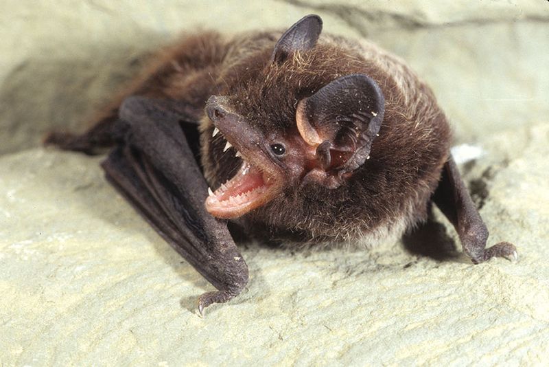 Silver-haired Bat
