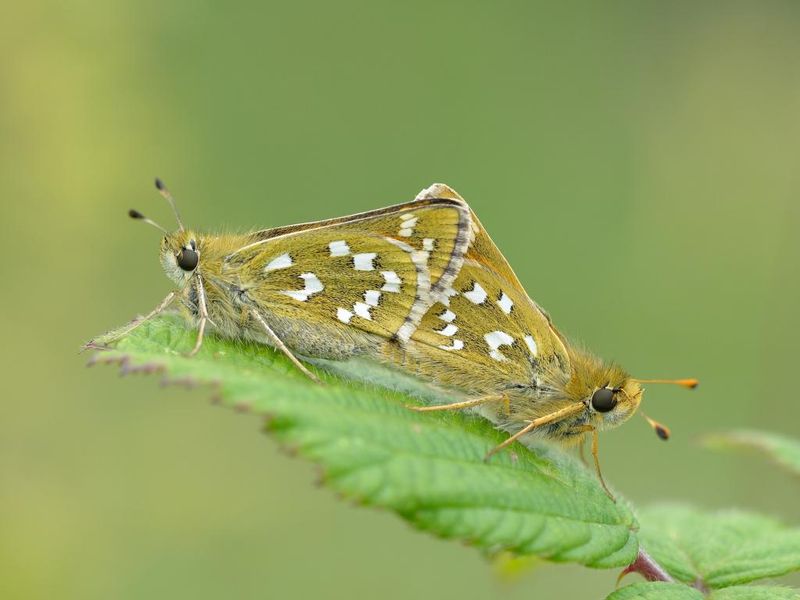 Silver-spotted Skipper