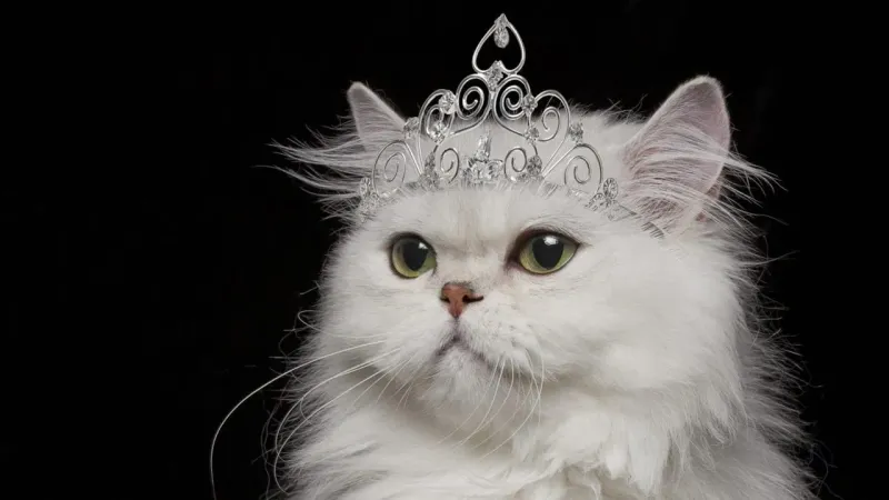Sir Fluffington III