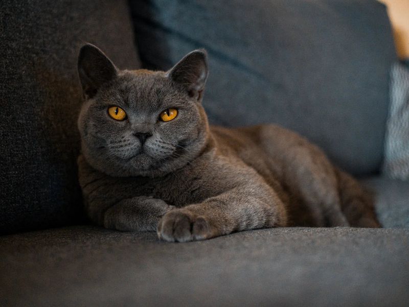 Sir Purrcival
