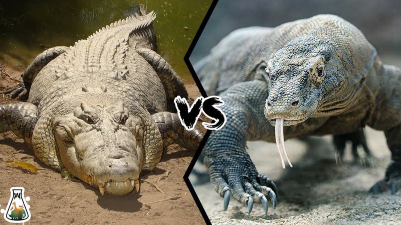 Size Comparison