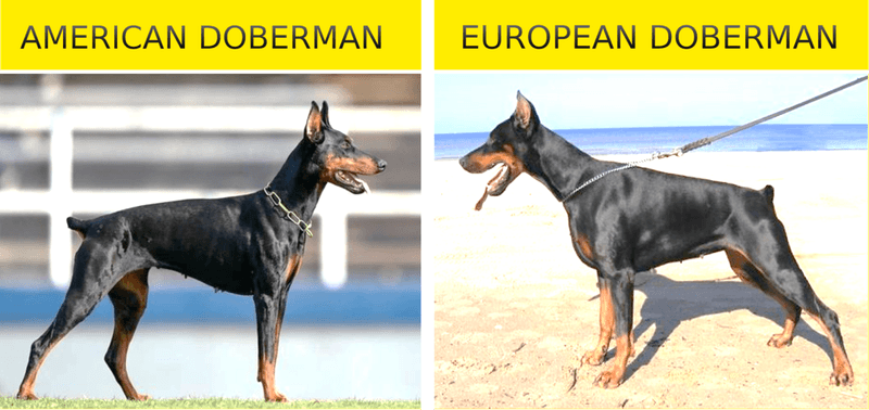 Size Differences