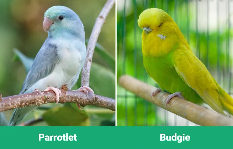 Size and Appearance