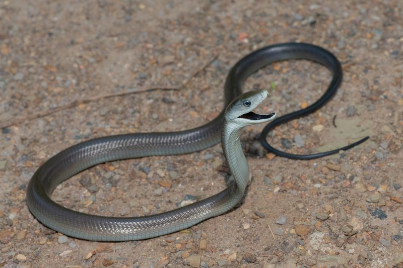 Size and Length
