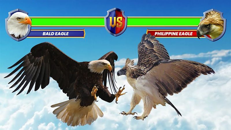 Size and Wingspan
