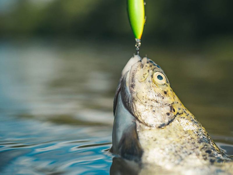 Skipping: Bright Colored Lures