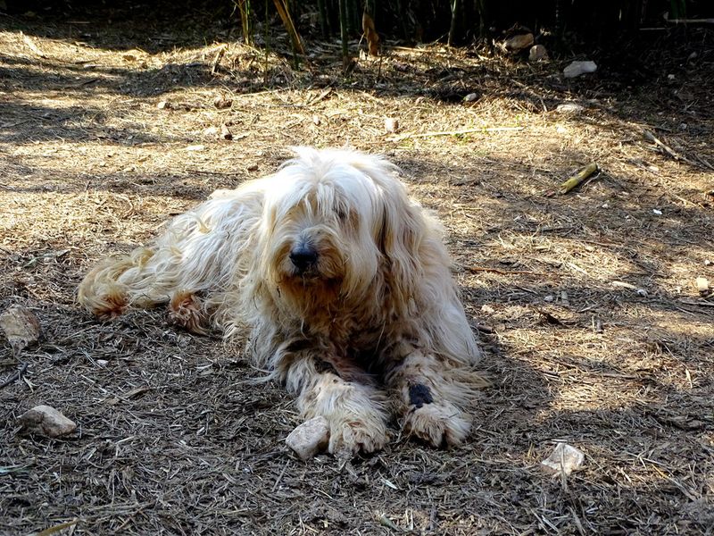 Skipping Grooming Sessions