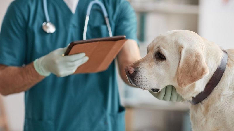 Skipping Regular Vet Visits