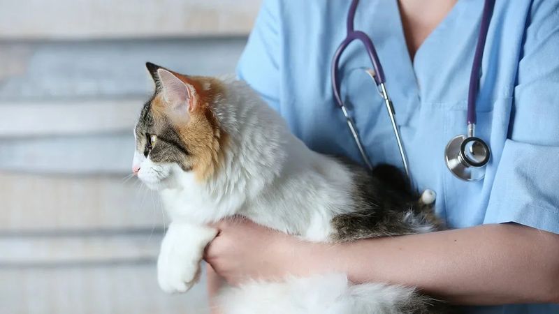 Skipping Regular Vet Visits
