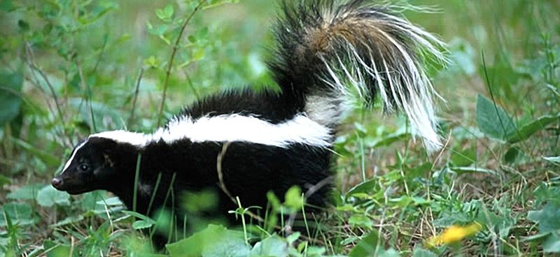 Skunk