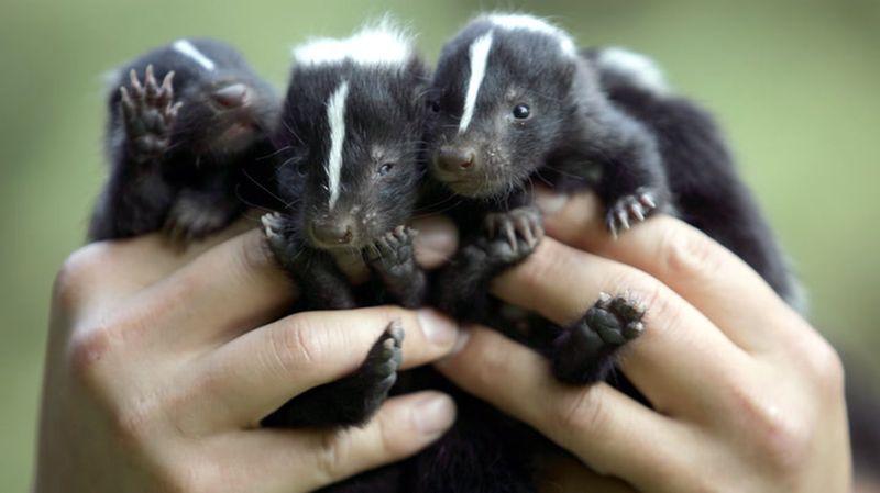 Skunk